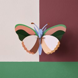 Sycamore butterfly