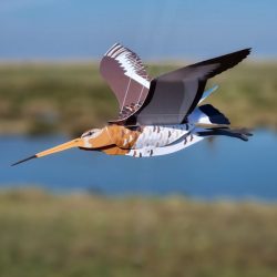 Grutto vogelkaart