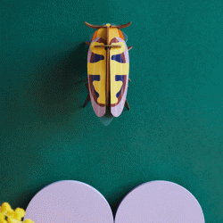 Mango Flower Beetle