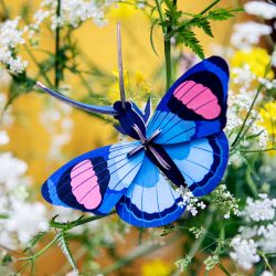 Peacock butterfly