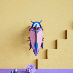 Violet Click Beetle