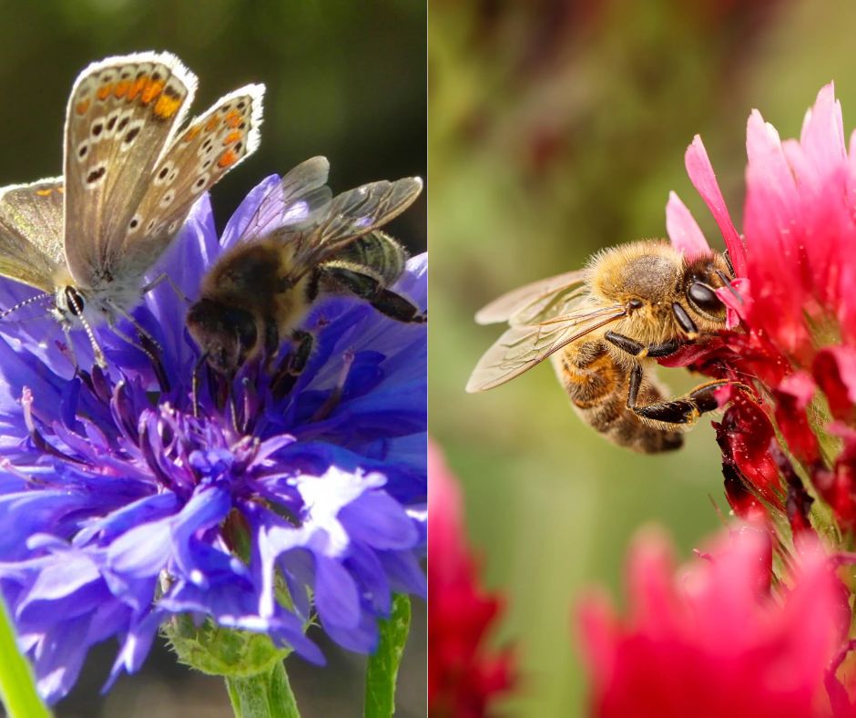 Blossombs 'Ik vind je lief' - Afbeelding 4